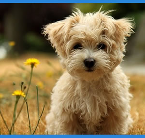 topdog2a